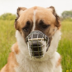 Намордник из металла для алабая среднеазиатской овчарки «Breath»